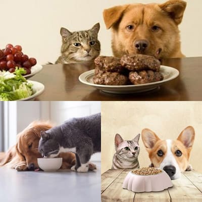 Чем кормить собак и кошек?