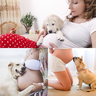 Какие преимущества приносят собаки во время беременности?